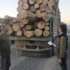 Bolu’da Kaçak Ağaç Kesimine 4 Sanığa Hapis Cezası